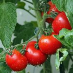 Pomidory – skarbnica korzyści dla zdrowia. 10 powodów, by jeść je regularnie.